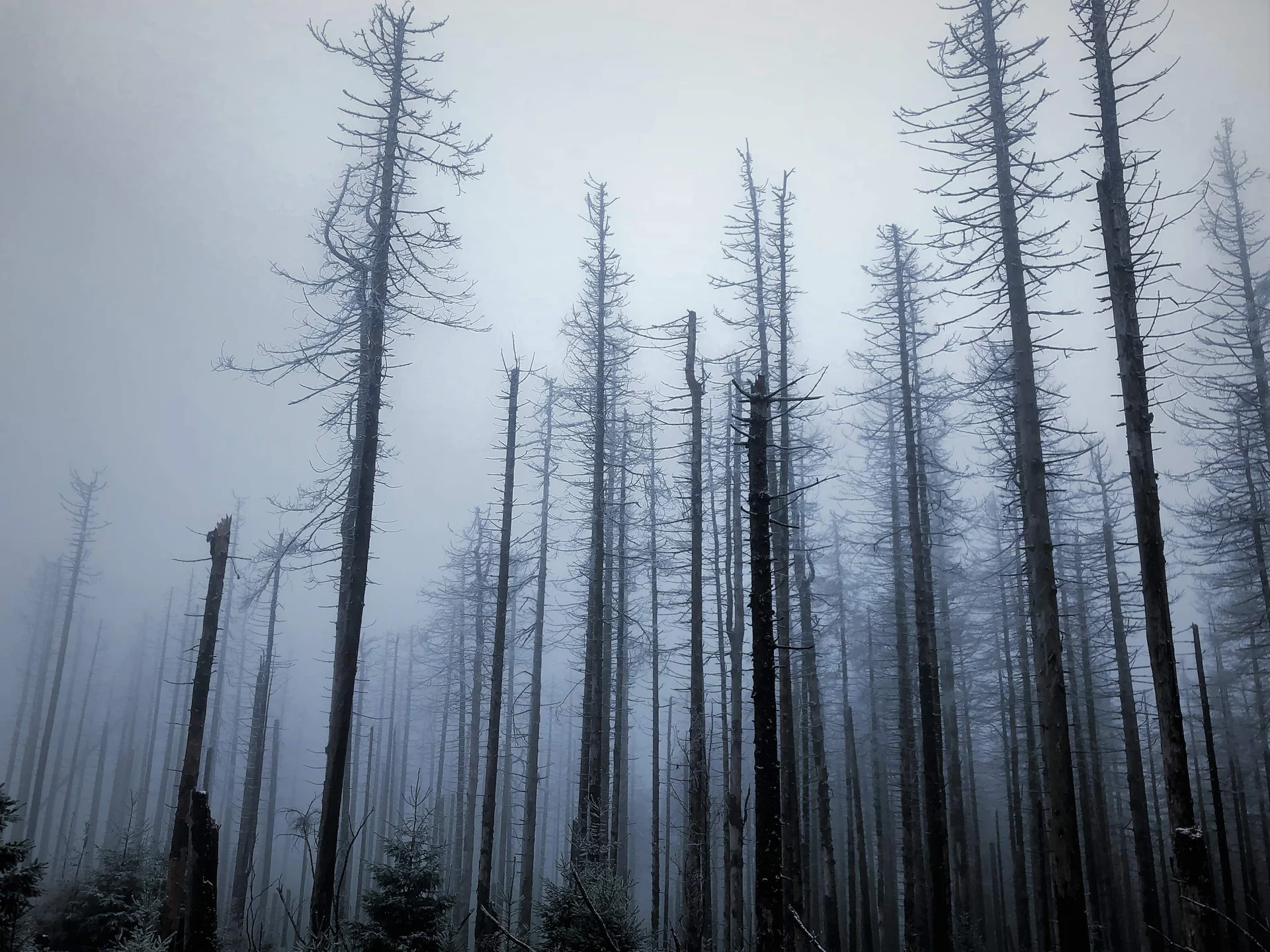 Die für Stürme und Schädlinge anfälligen Fichten sind leichtes Opfer für den Borkenkäfer.  | © Romy Robst