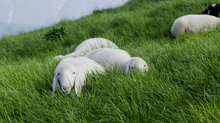 Schafe auf einer grünen Bergwiese | © DAV/Hans Herbig
