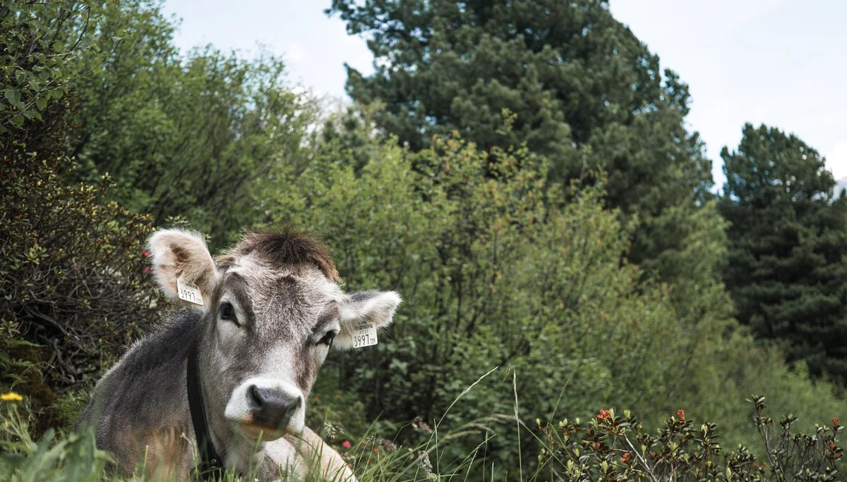 Eine Kuh liegt vor Büschen | © DAV/Marcel Dambon