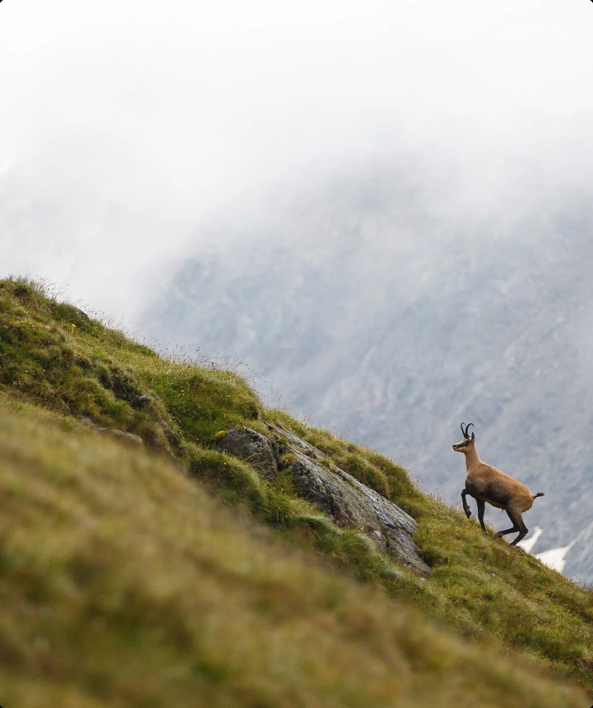 Eine Gemse auf einem grünen Beghügel | © DAV/Marco Kost
