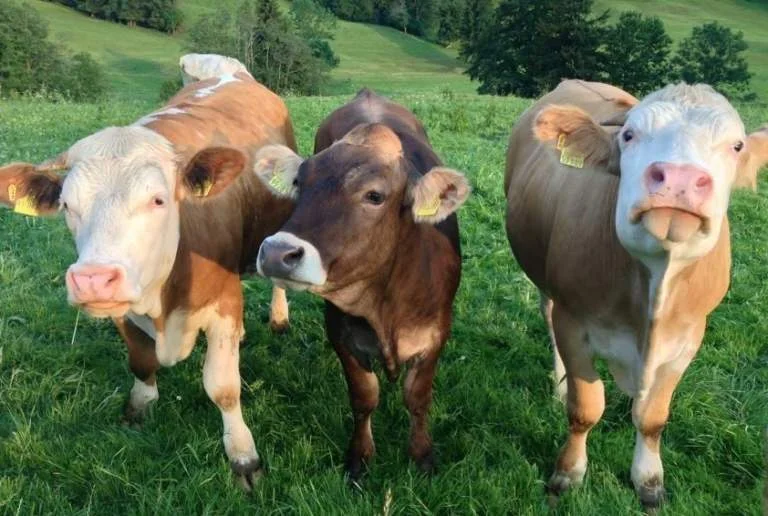 Extensive Beweidung ist gut für Mensch und Natur - vor allem in Zeiten der Klimakrise.   | © DAV/Tina Gauss