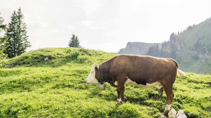 Eine Kuh auf einer Bergalm | © DAV/Hans Herbig