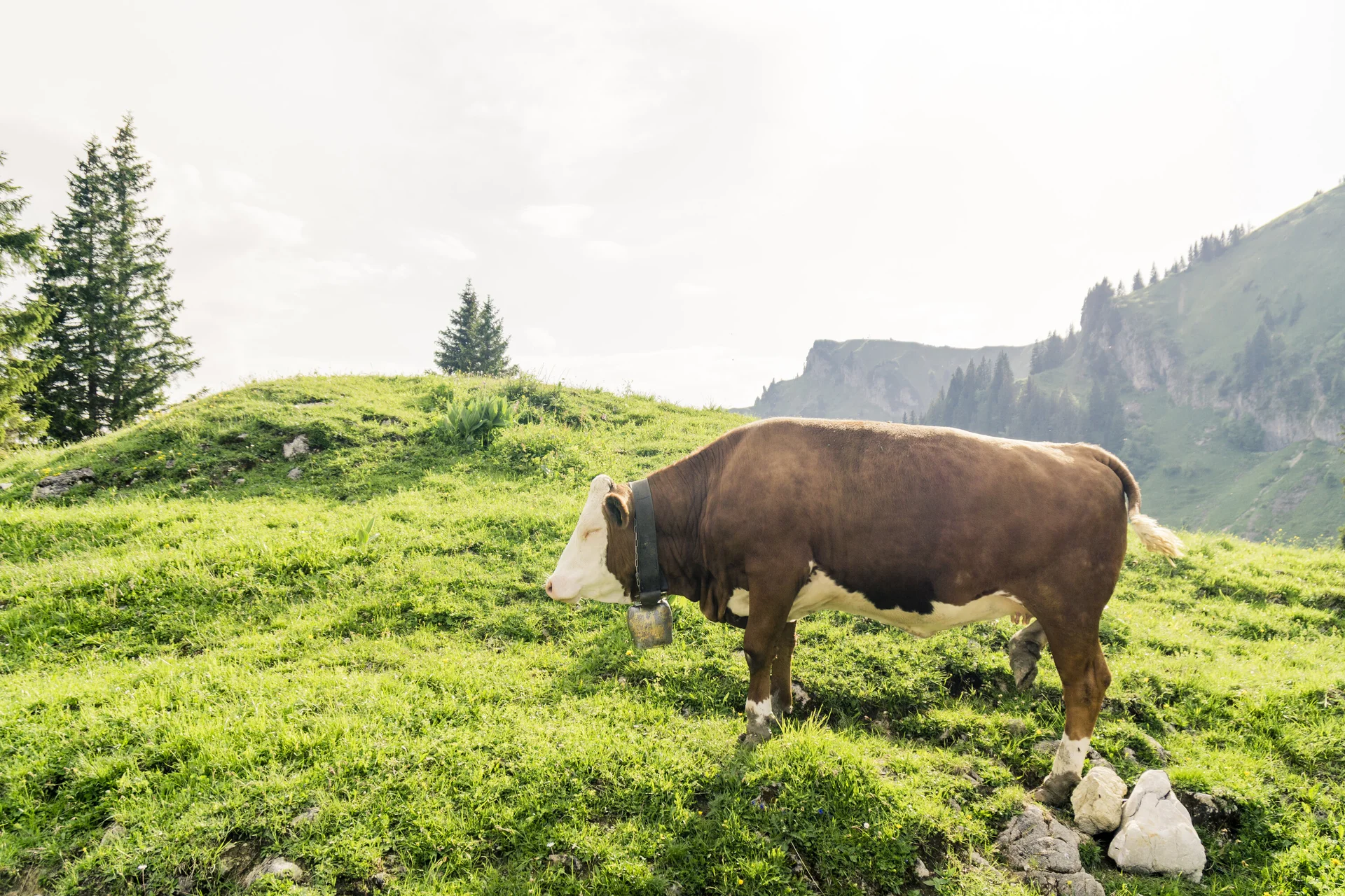 Eine Kuh auf einer Bergalm | © DAV/Hans Herbig