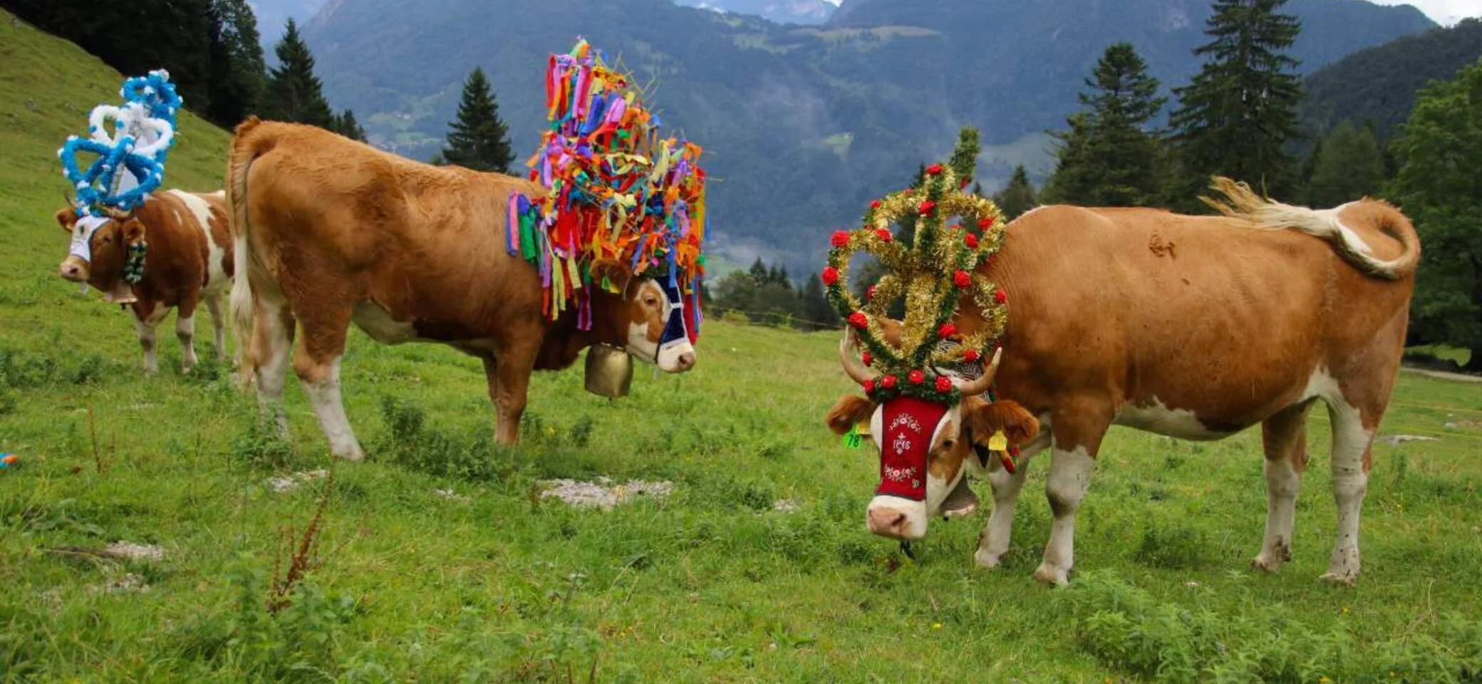 Almen sind Kulturlandschaften, die das Bild der Alpen maßgeblich prägen.  | © Touristik-Information Schleching