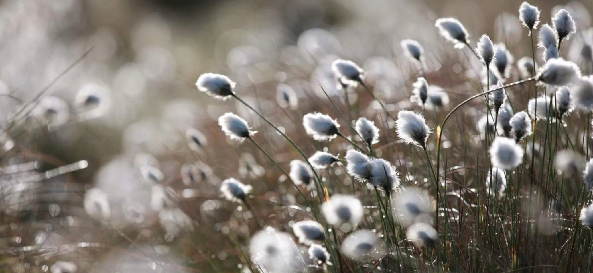 Um Moore ranken sich zahlreiche Schauergeschichten.  | © Christopher Meyer