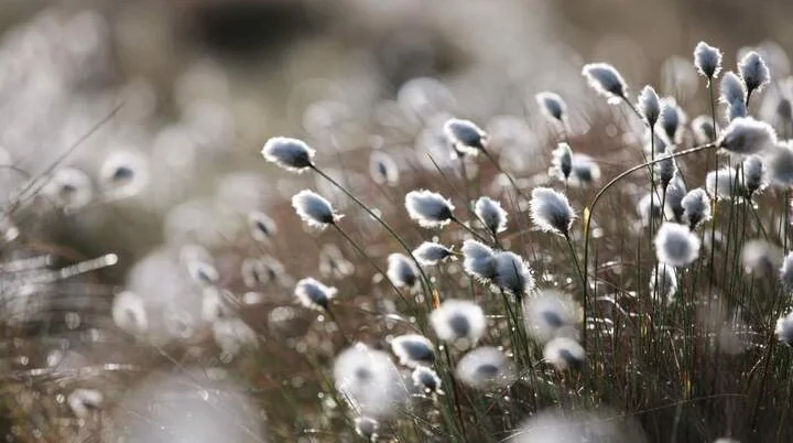 Um Moore ranken sich zahlreiche Schauergeschichten.  | © Christopher Meyer